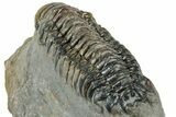 Detailed Crotalocephalina Trilobite - Atchana, Morocco #322277-4
